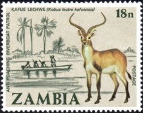 Kafue Lechwe (Kobus leche kafuensis)