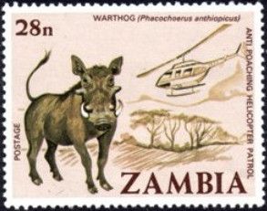 Desert Warthog (Phacochoerus aethiopicus)