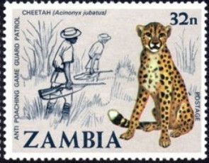 Cheetah (Acinonyx jubatus)