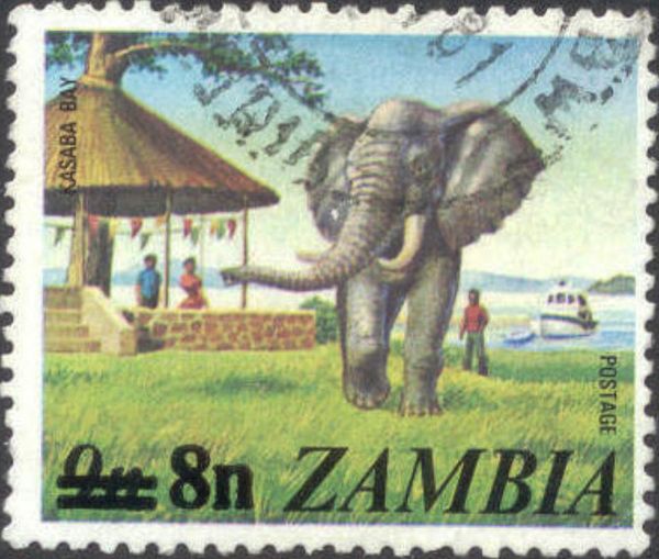African Elephant (Loxodonta africana), Kasaba Bay