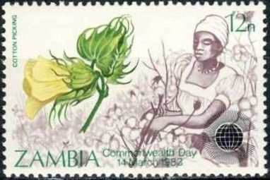 Women picking mushrooms