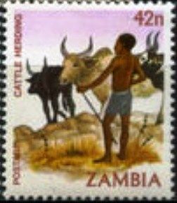 Cattle herding