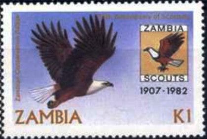 African Fish-Eagle (Haliaeetus vocifer)