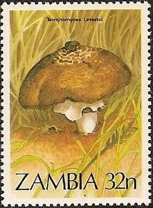 Termitomyces letestui