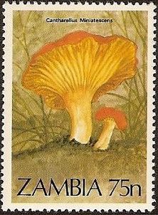 Cantharellus miniatescens
