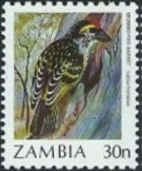 Miombo Pied Barbet (Lybius frontatus)