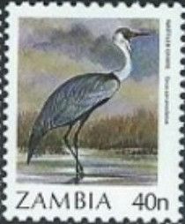 Wattled Crane (Grus carunculatus)