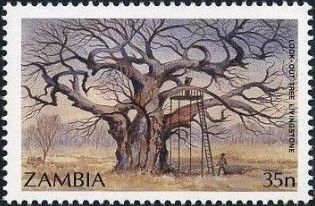 Look-out Tree Livingstone