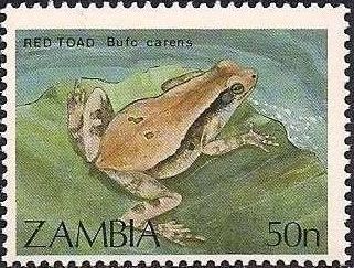 African Red Toad (Bufo carens)