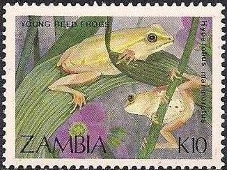 Marbled Reed Frog (Hyperolius marmoratus) juvenile
