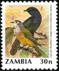 Purple-throated Cuckoo-shrike (Campephaga quiscalina)