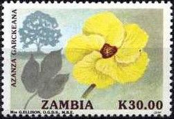 Azanza garckeana