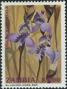 Disa hamatopetala