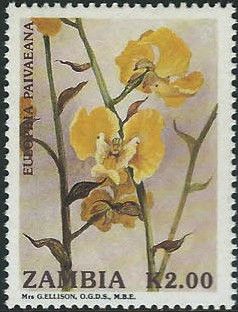 Eulophia paivaeana
