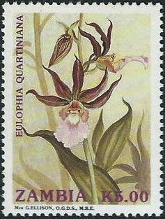 Eulophia quartiniana