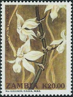 Aerangis verdicki