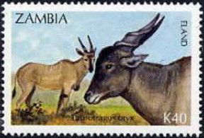 Common Eland (Taurotragus oryx)