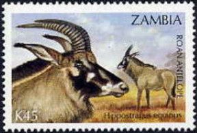 Roan Antelope (Hippotragus Niger)