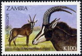 Sable Antelope (Hippotragus niger)
