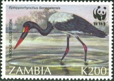 Saddle-billed Stork (Ephippiorhynchus senegalensis)