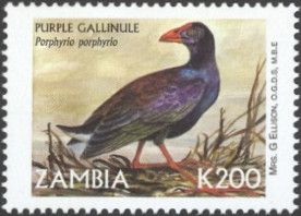 Purple Gallinule (Porphyrio porphyrio)