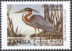 Purple Heron (Ardea purpurea)