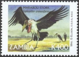 Marabou Stork (Leptoptilos crumeniferus)