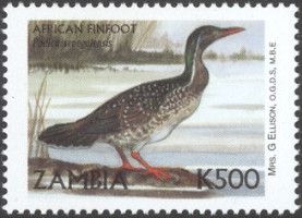 African Finfoot (Podica senegalensis)