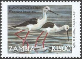 Black-winged Stilt (Himantopus himantopus)