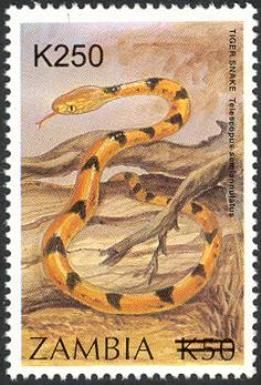 Common Tiger Snake (Telescopus semiannulatus)