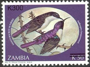 Western Violet-backed Sunbird (Anthreptes longuemarei)