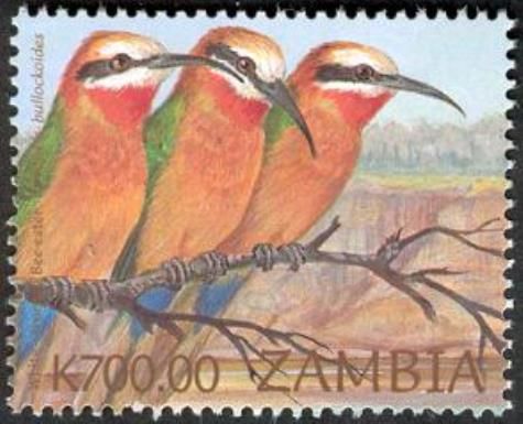 White-fronted Bee-eater (Merops bullockoides)