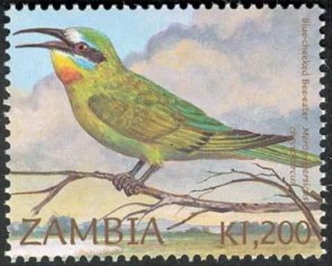 Blue-cheeked Bee-eater (Merops persicus)