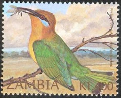 Böhm's Bee-eater (Merops boehmi)