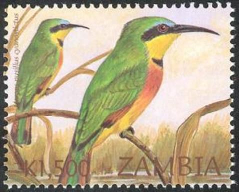 Little Bee-eater (Merops pusillus ssp. cyanostictus)