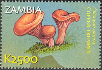 Clitocybe olearia