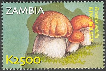 Cep (Boletus edulis)