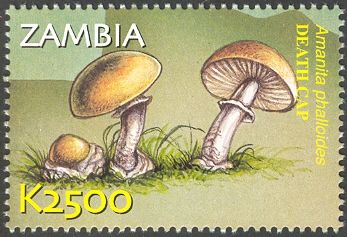Amanita phalloides