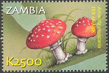 Amanita muscaria