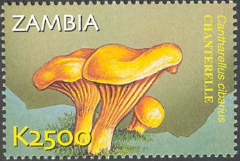 Cantharellus cibarius