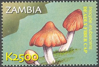 Inocybe erubescens