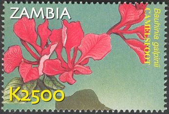 Bauhinia galpinii