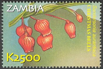 Sandersonia aurantiaca