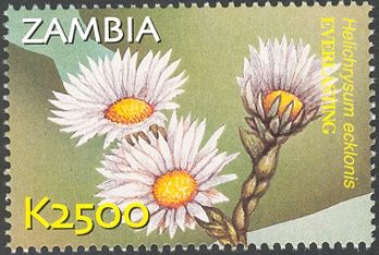 Helichrysum ecklonis
