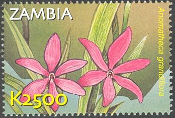 Anomatheca grandiflora