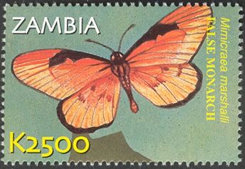 False Monarch (Mimicraea marshalli)
