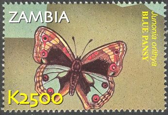 Blue Pansy (Junonia orithya)