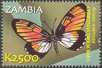 Broad Bordered Acraea (Acraea anemosa)