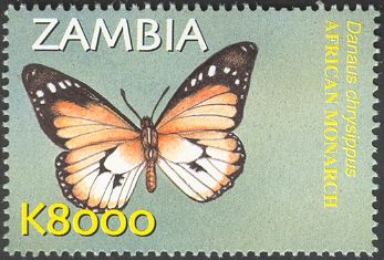 African Monarch (Danaus chrysippus)