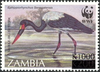 Saddle-billed Stork (Ephippiorhynchus senegalensis)